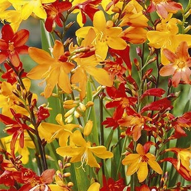 Montbretia-Crocosmia Mixed 15 -pack